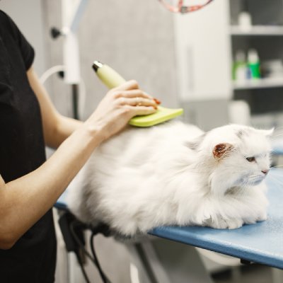 white cat getting brushed