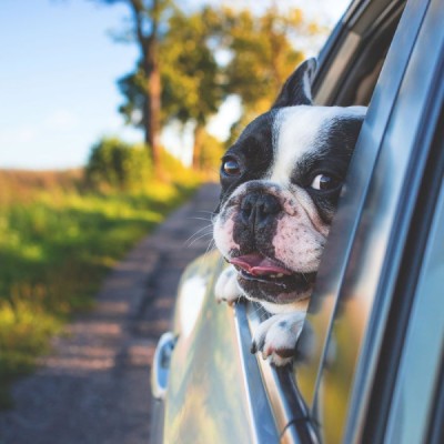 dog looking out car