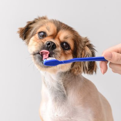 dog licking toothbrush