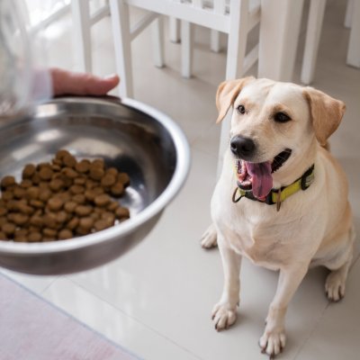 yellow dog with food in bowl