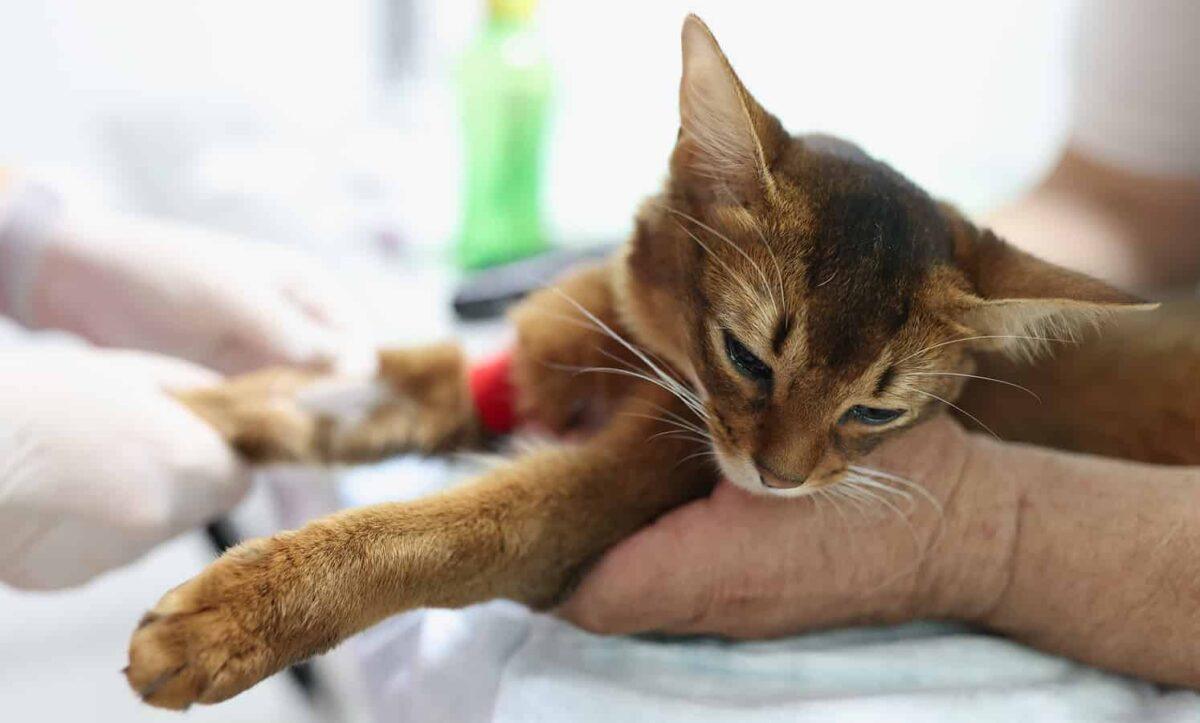 Brown cat lying on exam table in person's hand.